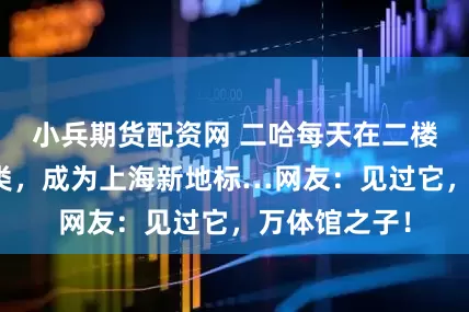 小兵期货配资网 二哈每天在二楼平台观察人类，成为上海新地标…网友：见过它，万体馆之子！