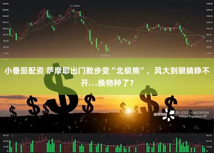 小番茄配资 萨摩耶出门散步变“北极熊”，风大到眼睛睁不开…换物种了？